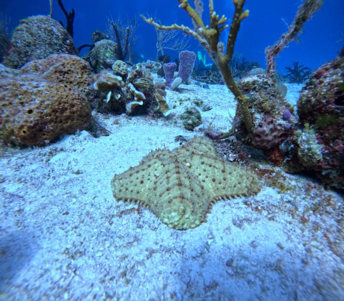 First Time Scuba Diving in Cozumel